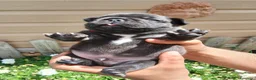 Bulldog Francese cani in vendita: Bulldog francese  - Annuncio 9