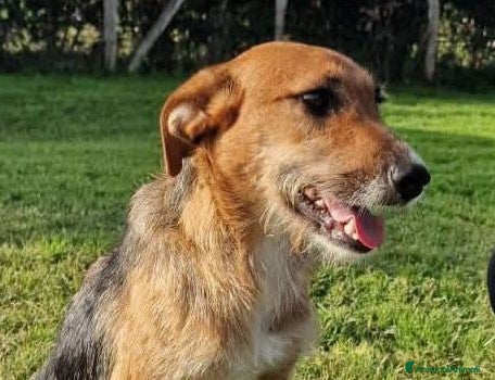 Meticcio cani SUSY - UN PICCOLO TESORO IN ATTESA DI AMORE - Annuncio 29