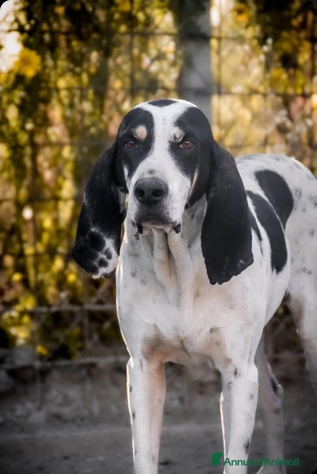 Segugio cani in regalo: RIco. - Annuncio 1