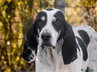 Segugio cani RIco. - Annuncio 5