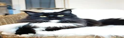 Maine Coon gatti in vendita: Maine Coon Femmina black tortie  - Annuncio 3