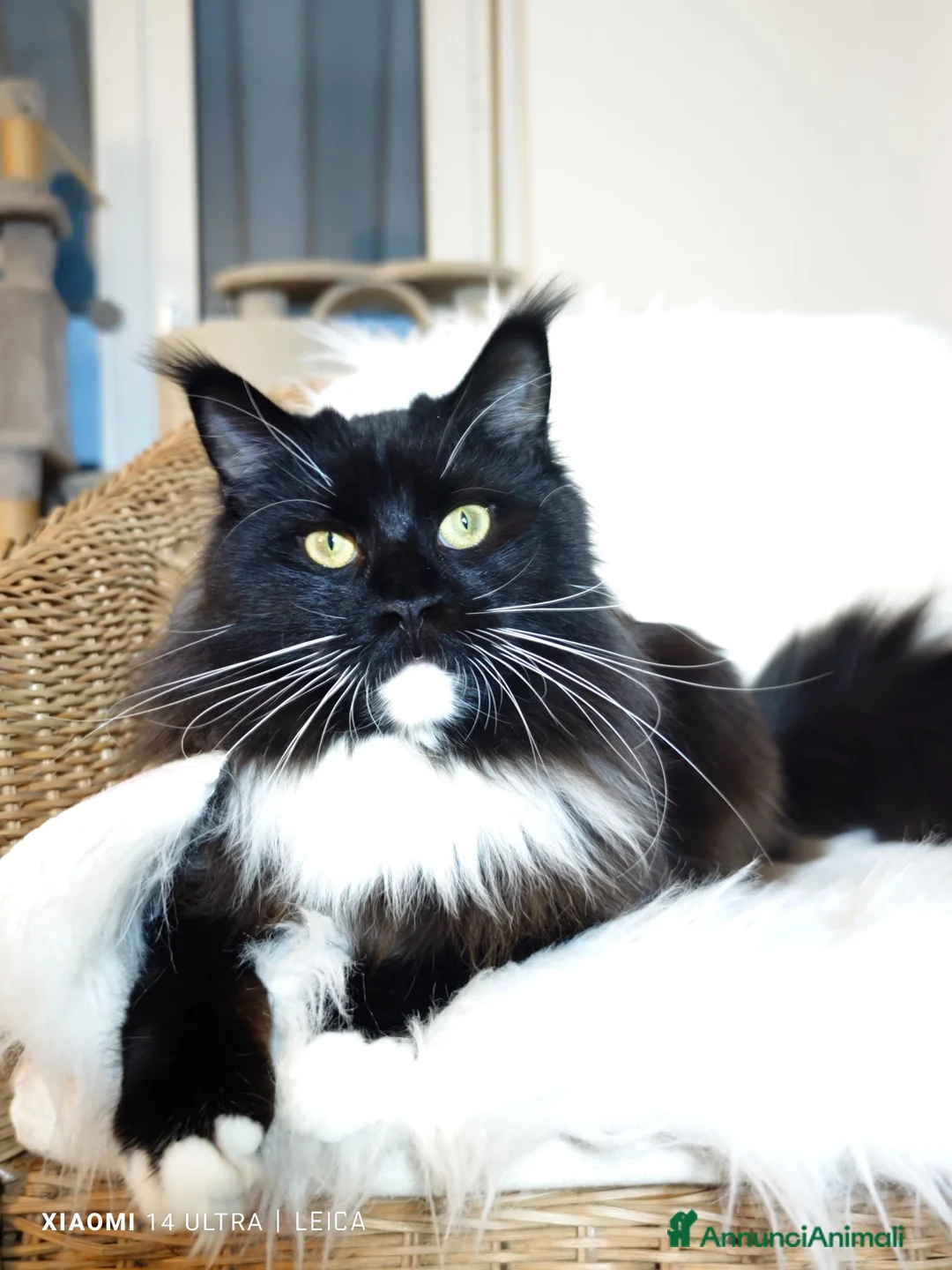 Maine Coon gatti in vendita: Maine Coon Femmina black tortie  - Annuncio 3