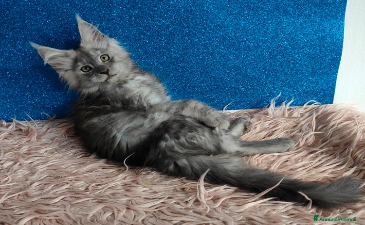 Maine Coon gatti a Città Metropolitana di Venezia - Annuncio 1