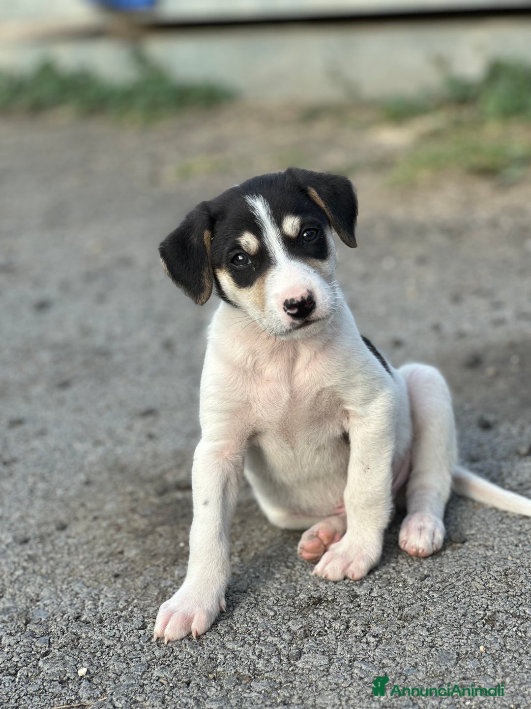 Altre razze cani in regalo: CUCCIOLI IN CERCA DI ADOZIONE - Annuncio 15
