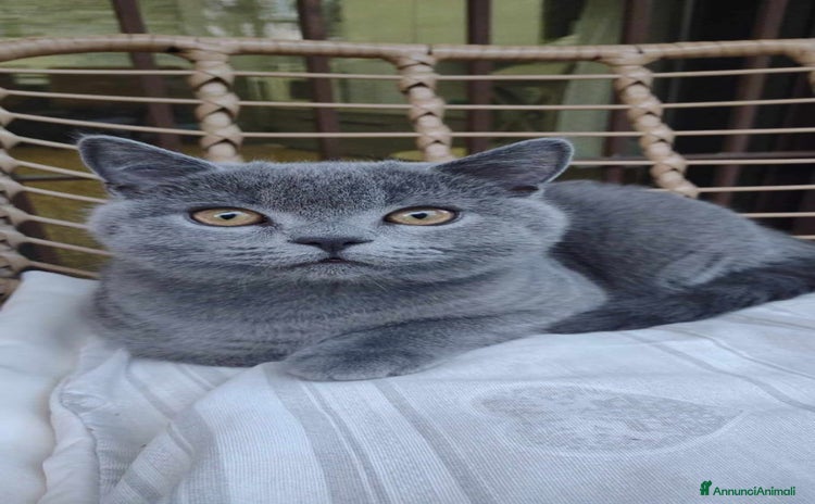 Scottish gatti - Annuncio 12