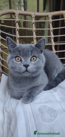 Scottish gatti - Annuncio 12