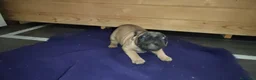 Bulldog Francese cani in vendita: Ultima cucciola di Bulldog francese cream - Annuncio 21