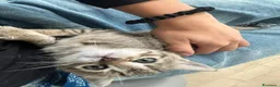 Meticcio gatti in regalo: Grey  - Annuncio 4