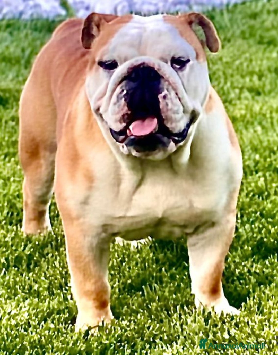 Bulldog cani per accoppiamento: Bulldog inglese x monta a Provincia dell'Aquila - Annuncio 1