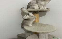 British gatti in vendita: Scottish fold a Provincia di Treviso - Immagine 6