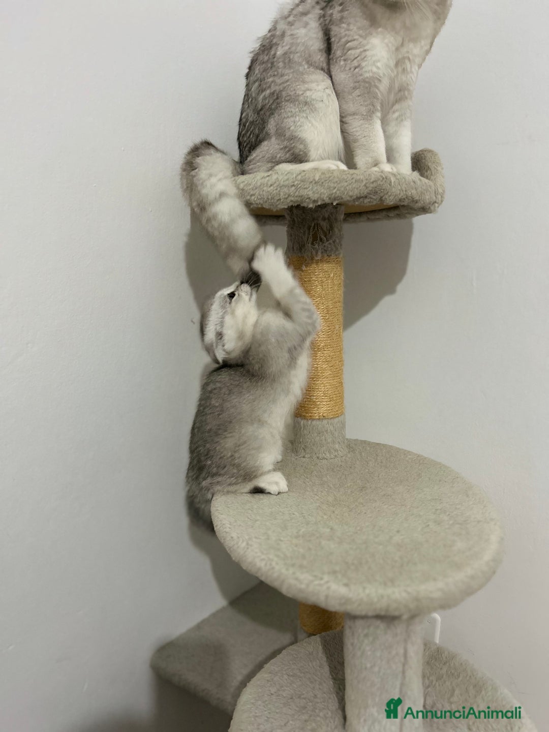 British gatti in vendita: Scottish fold a Provincia di Treviso - Immagine 6