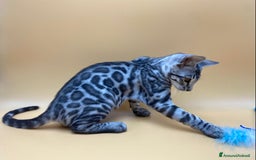 Bengala gatti in vendita: Maschio silver  a Provincia di Perugia - Immagine 2