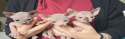 Sphynx gatti in vendita: femminucce bellissime disponibili - Annuncio 4
