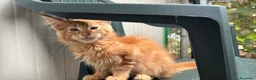 Maine Coon gatti in vendita: Maschietto rosso di maine coon - Annuncio 10