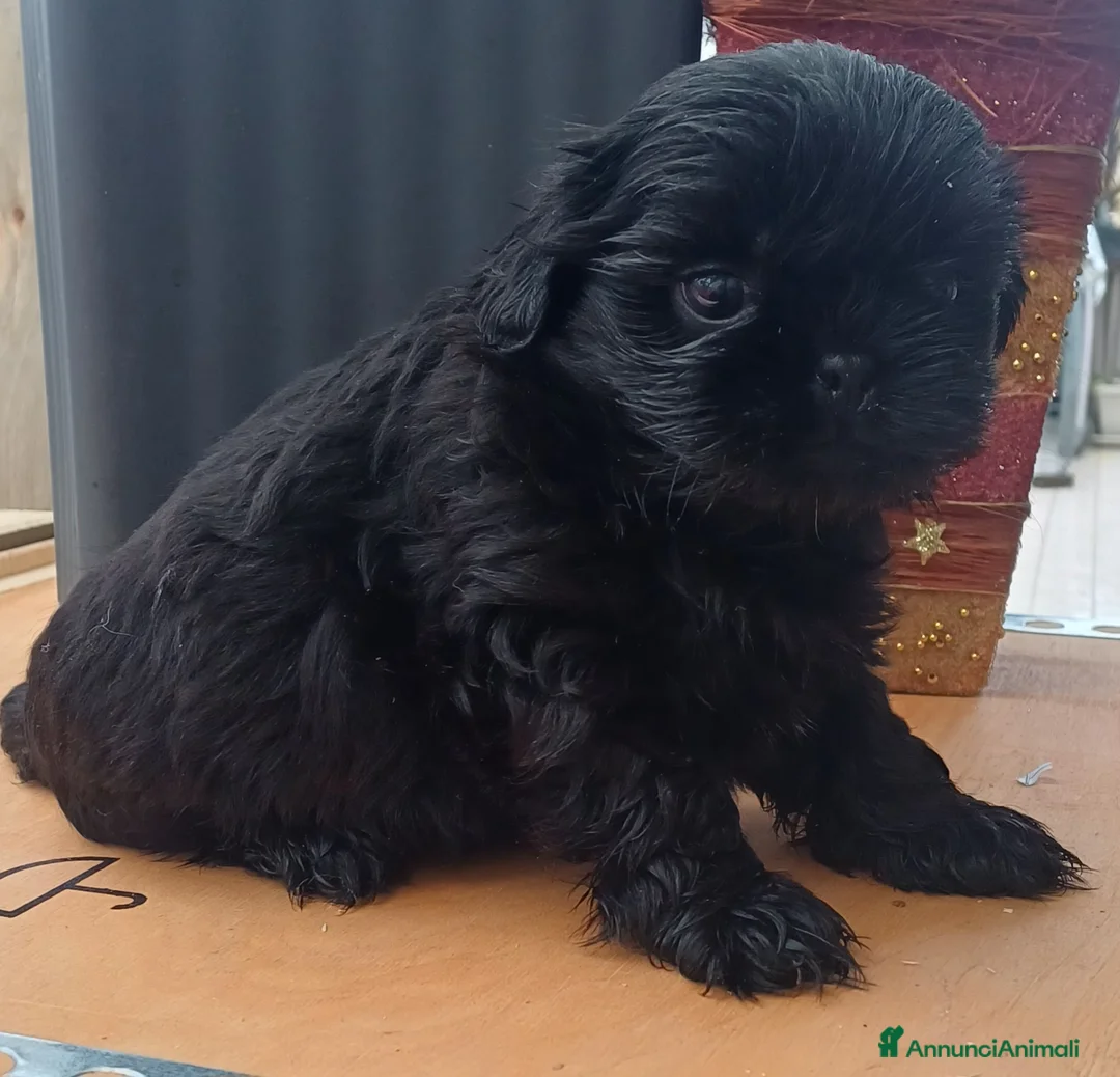 Shih Tzu cani in vendita: Cucciolo shih-tzu shitzu shihtzu con pedegree  - Annuncio 3