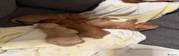 Barboncino Toy cani in vendita: Cucciolata barboncini  a Città metropolitana di Roma Capitale - Annuncio 8