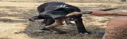 Meticcio cani in regalo: Buio, un cucciolo in cerca di aiuto  - Annuncio 3