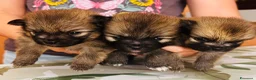 Volpino Pomerania cani in vendita: Volpino di Pomerania  - Annuncio 2