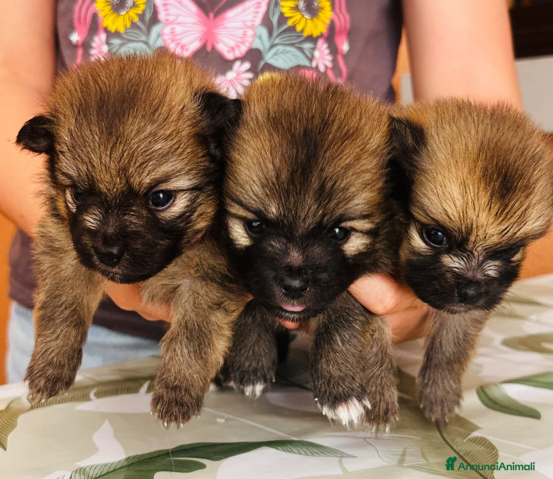 Volpino Pomerania cani in vendita: Volpino di Pomerania  - Annuncio 2