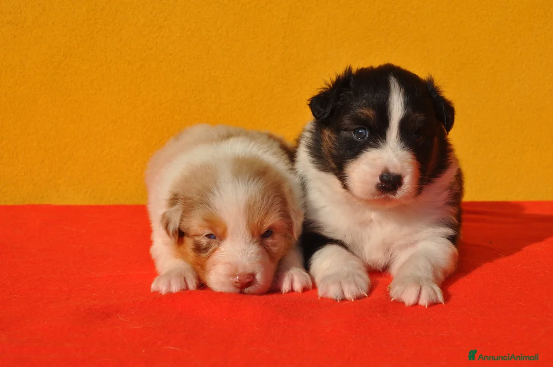 Immagine della galleria {{count}}