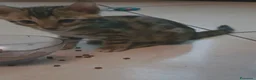 Bengala gatti in vendita: Vendita di cuccioli Bengala - Annuncio 2