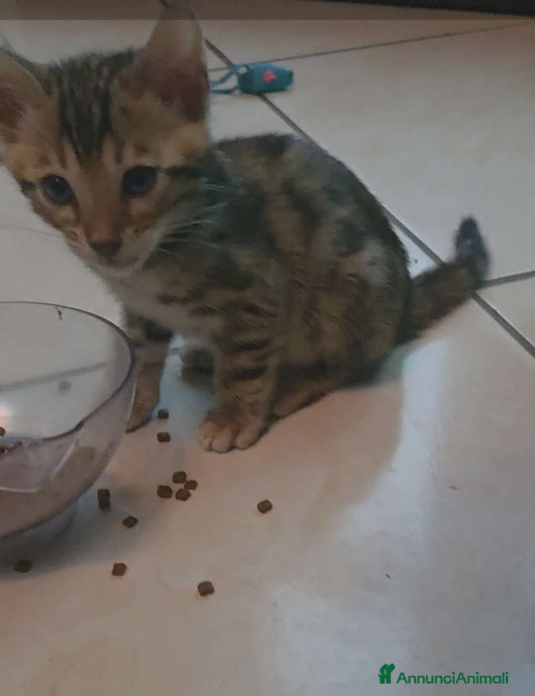 Bengala gatti in vendita: Vendita di cuccioli Bengala - Annuncio 2