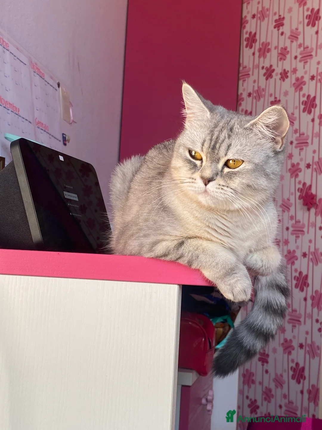 British gatti per accoppiamento: Sono Bibi, cerco un fidanzatino a Bologna.  a Città Metropolitana di Bologna - Annuncio 4