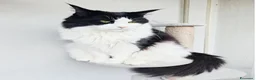 Maine Coon gatti in vendita: Nuova cucciolata !! 2 Maschi 1 femmina - Annuncio 6