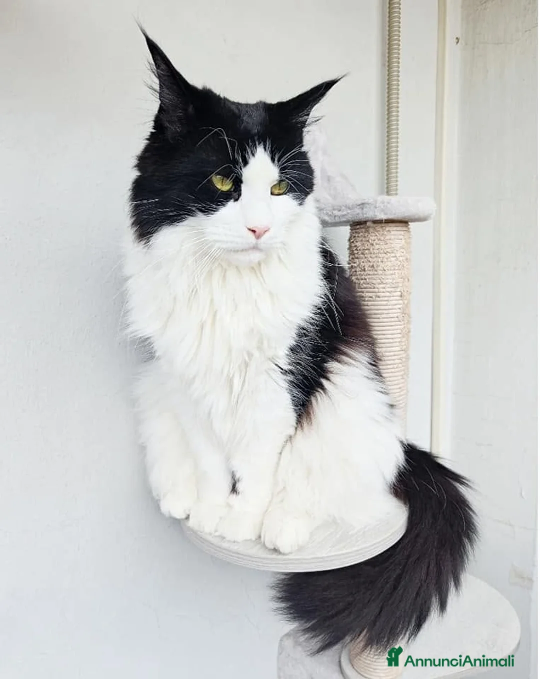 Maine Coon gatti in vendita: Nuova cucciolata !! 2 Maschi 1 femmina - Annuncio 6