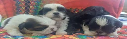 Shih Tzu cani in vendita: Cuccioli shih-tzu shitzu shihtzu con pedigree  - Annuncio 3