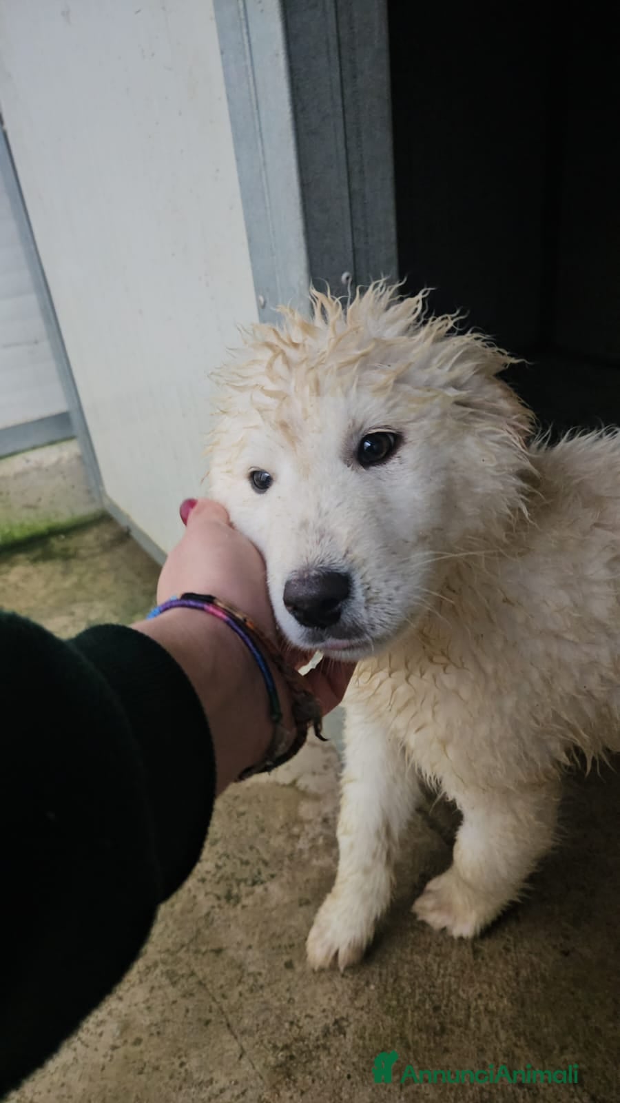 Meticcio cani Jury: 4 mesi taglia grande  - Annuncio 1