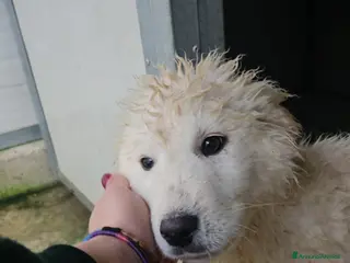 Meticcio cani Jury: 4 mesi taglia grande - Annuncio 35