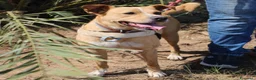Meticcio cani in regalo: SPILLO 💙 pronto a fidarsi ancora 😍 a Provincia di Cremona - Annuncio 6