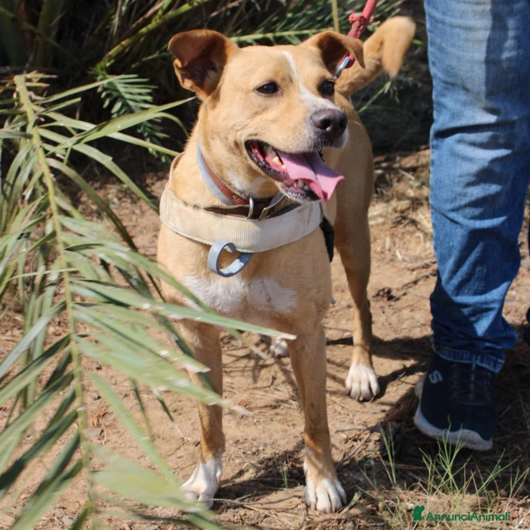 Meticcio cani in regalo: SPILLO 💙 pronto a fidarsi ancora 😍 a Provincia di Cremona - Annuncio 6