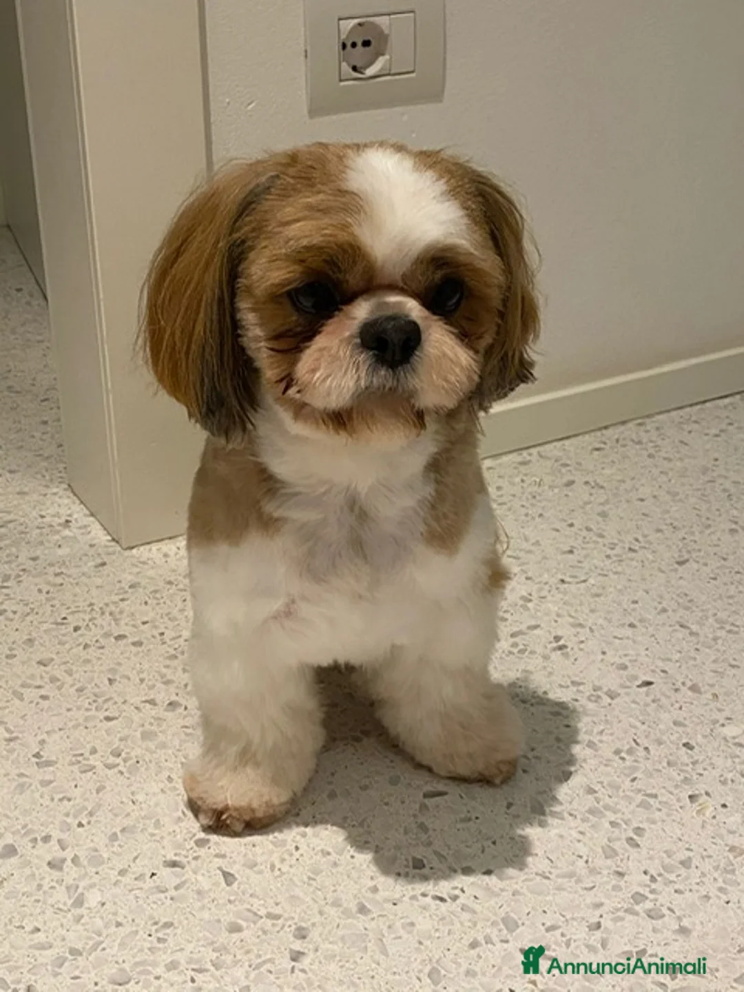 Shih Tzu cani in vendita: CUCCIOLA DI SHIH TZU CON PEDIGREE - Annuncio 6
