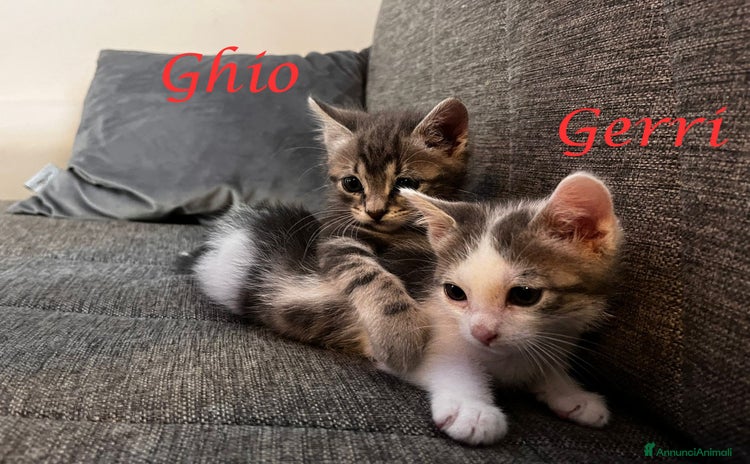 Europeo gatti a Città Metropolitana di Genova - Annuncio 5