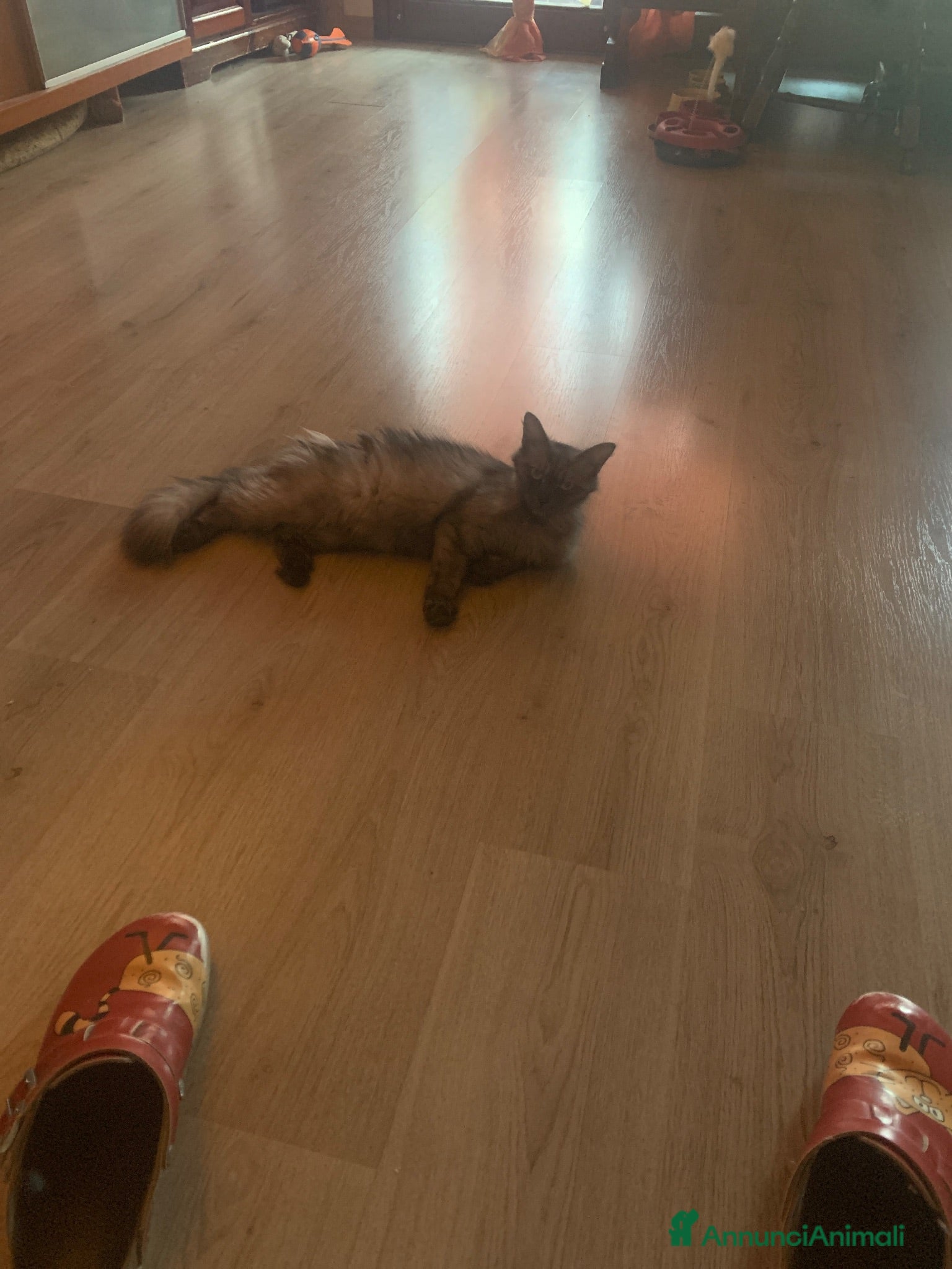 Meticcio gatti Gattina  - Annuncio 1