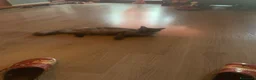 Meticcio gatti in regalo: Gattina  a Città metropolitana di Milano - Annuncio 1