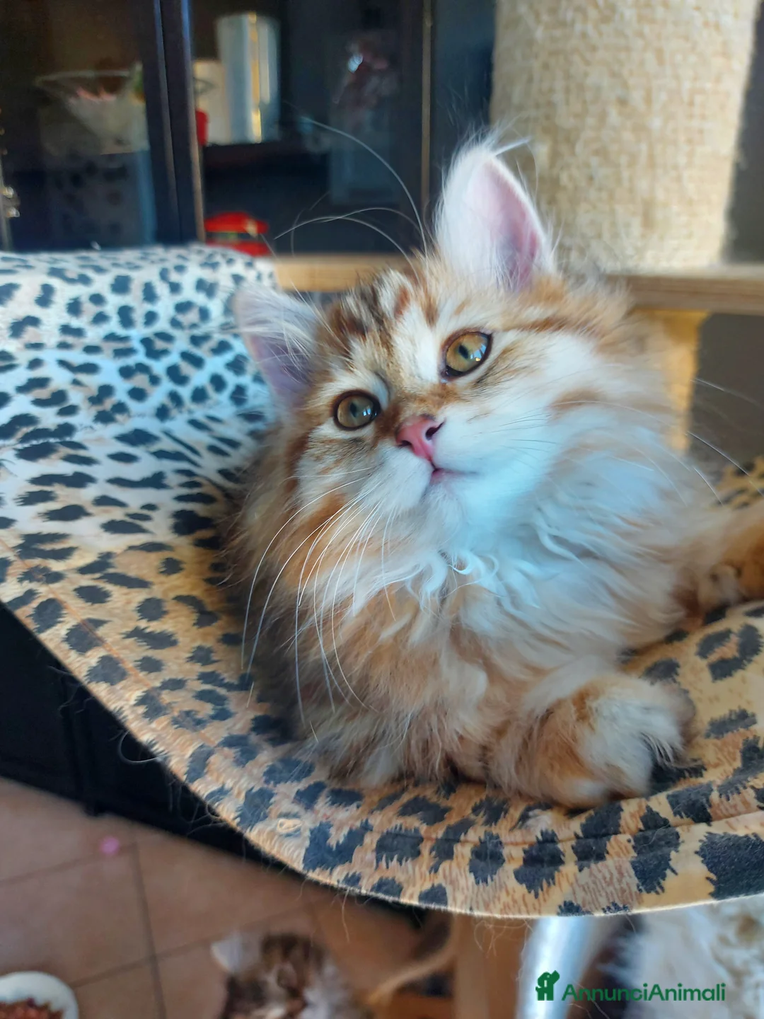 Siberiano gatti in vendita: Cuccioli di gatto Siberiano Certificati  - Annuncio 4