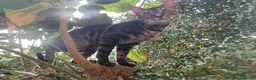 Bengala gatti in vendita: Gatto Bengala Maschio Brown black Spotted  - Annuncio 4