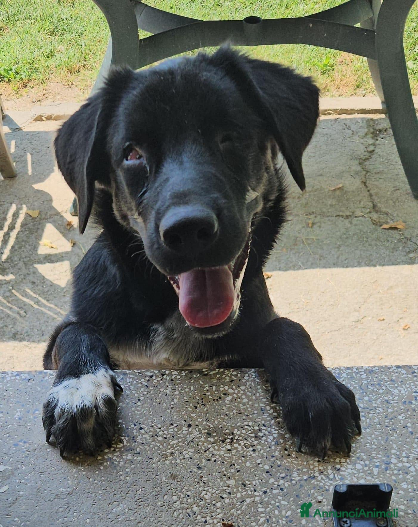 Meticcio cani oliver  - Annuncio 14