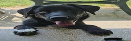 Meticcio cani in regalo: oliver  - Annuncio 1