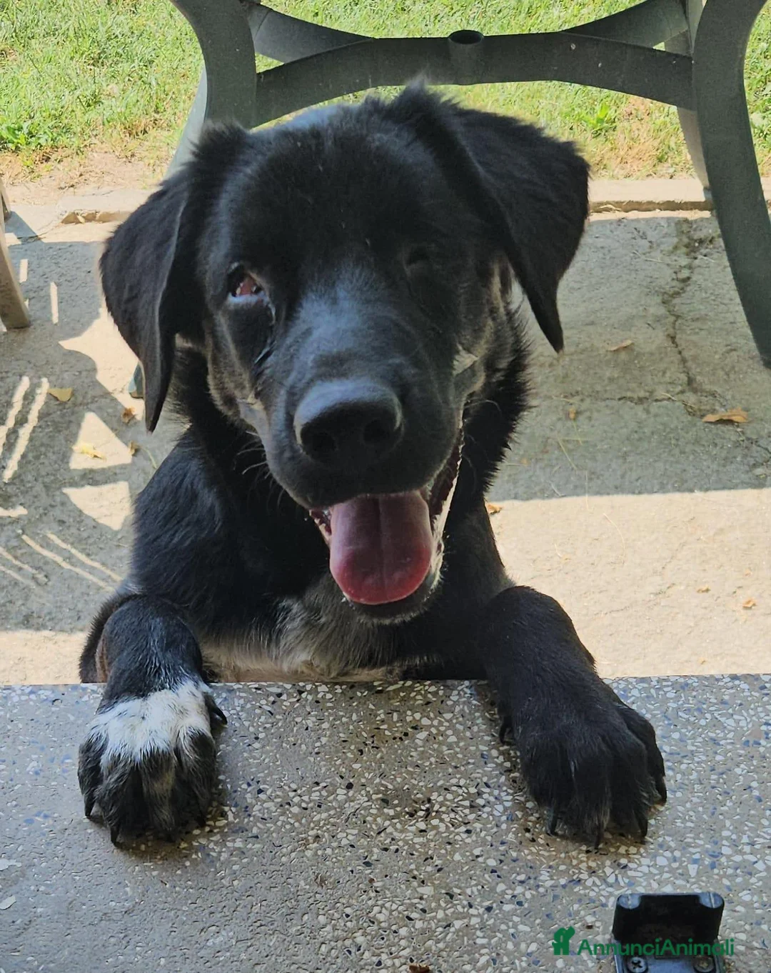 Meticcio cani in regalo: oliver  - Annuncio 1