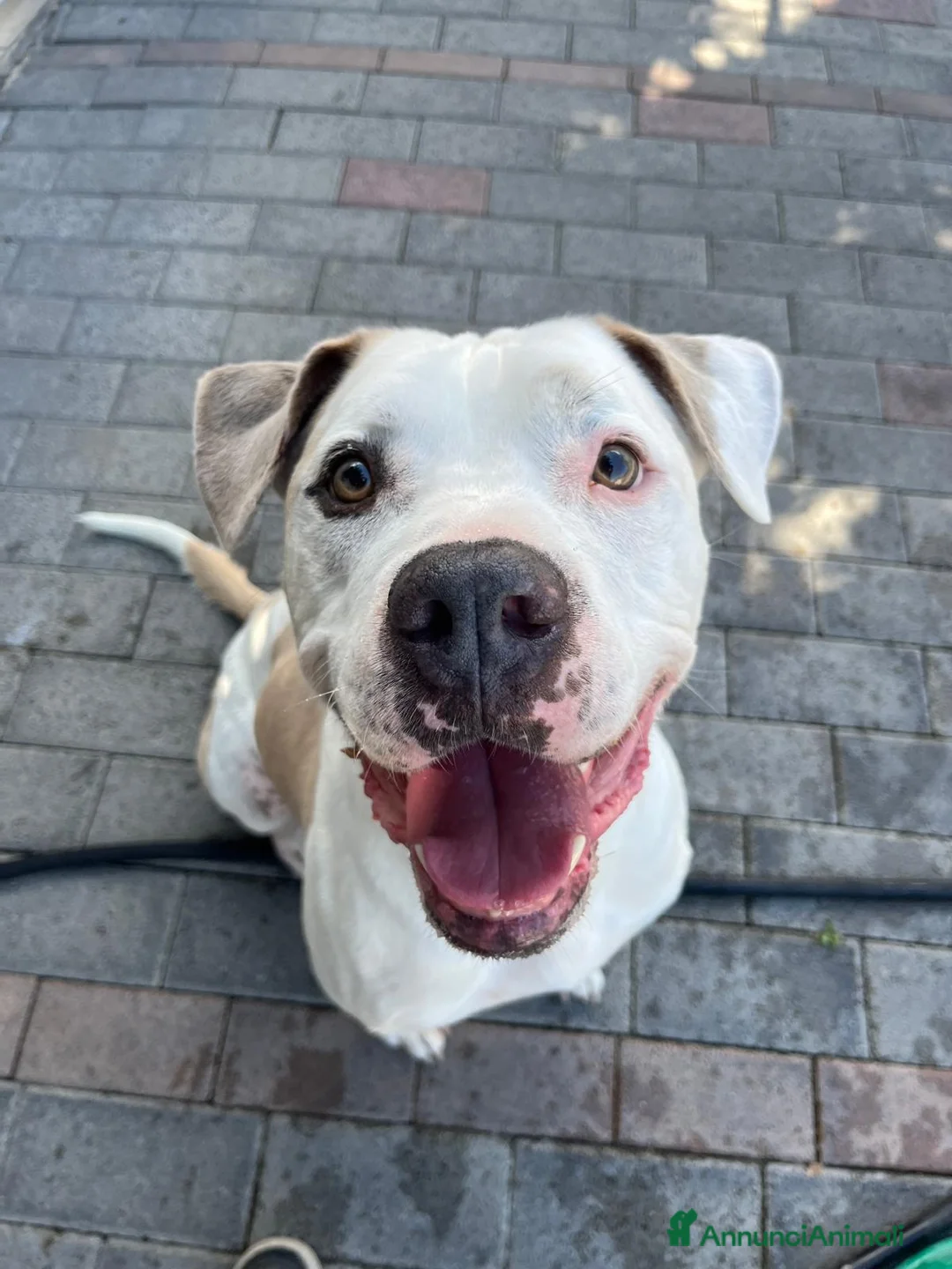 Meticcio cani in regalo: MAMBO BELLISSIMO PIT - Annuncio 8