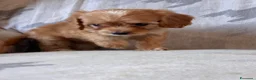 Cavapoo cani in vendita: Cuccioli di cane Cavapoo - Annuncio 10
