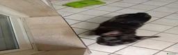 Bulldog Francese cani in vendita: Bulldog francese Merle  a Città Metropolitana di Napoli - Annuncio 5