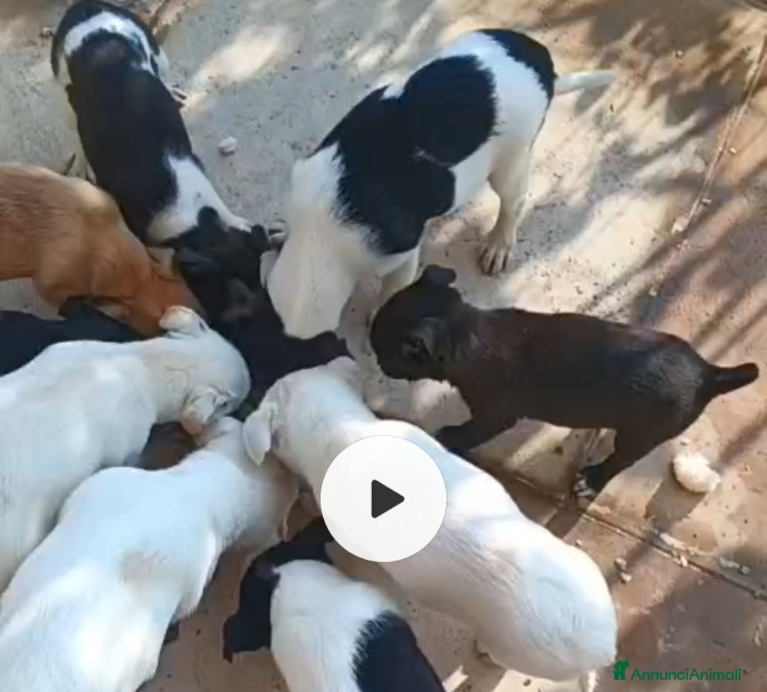 Meticcio cani in regalo: Olivetta: 2 mesi taglia piccola  - Annuncio 3