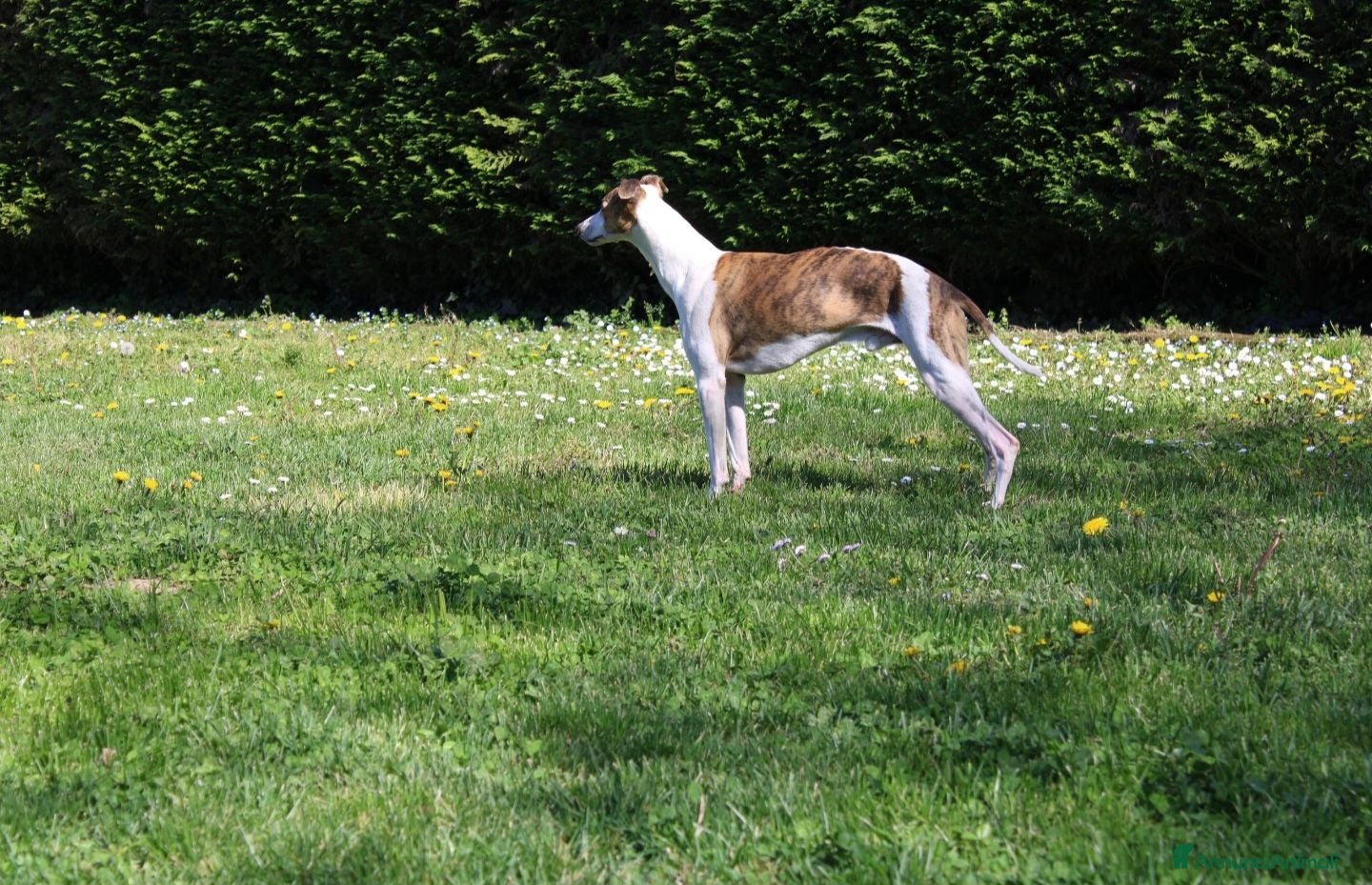 Whippet cani Whippet maschio in adozione - Annuncio 1