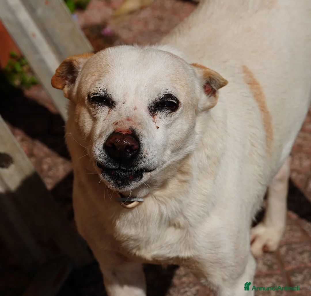 Meticcio cani in regalo: GINO detto il “chiacchierino” in adozione a Provincia di Latina - Annuncio 1