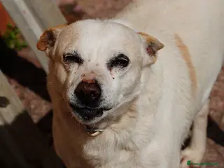 Meticcio cani GINO detto il “chiacchierino” in adozione - Annuncio 22